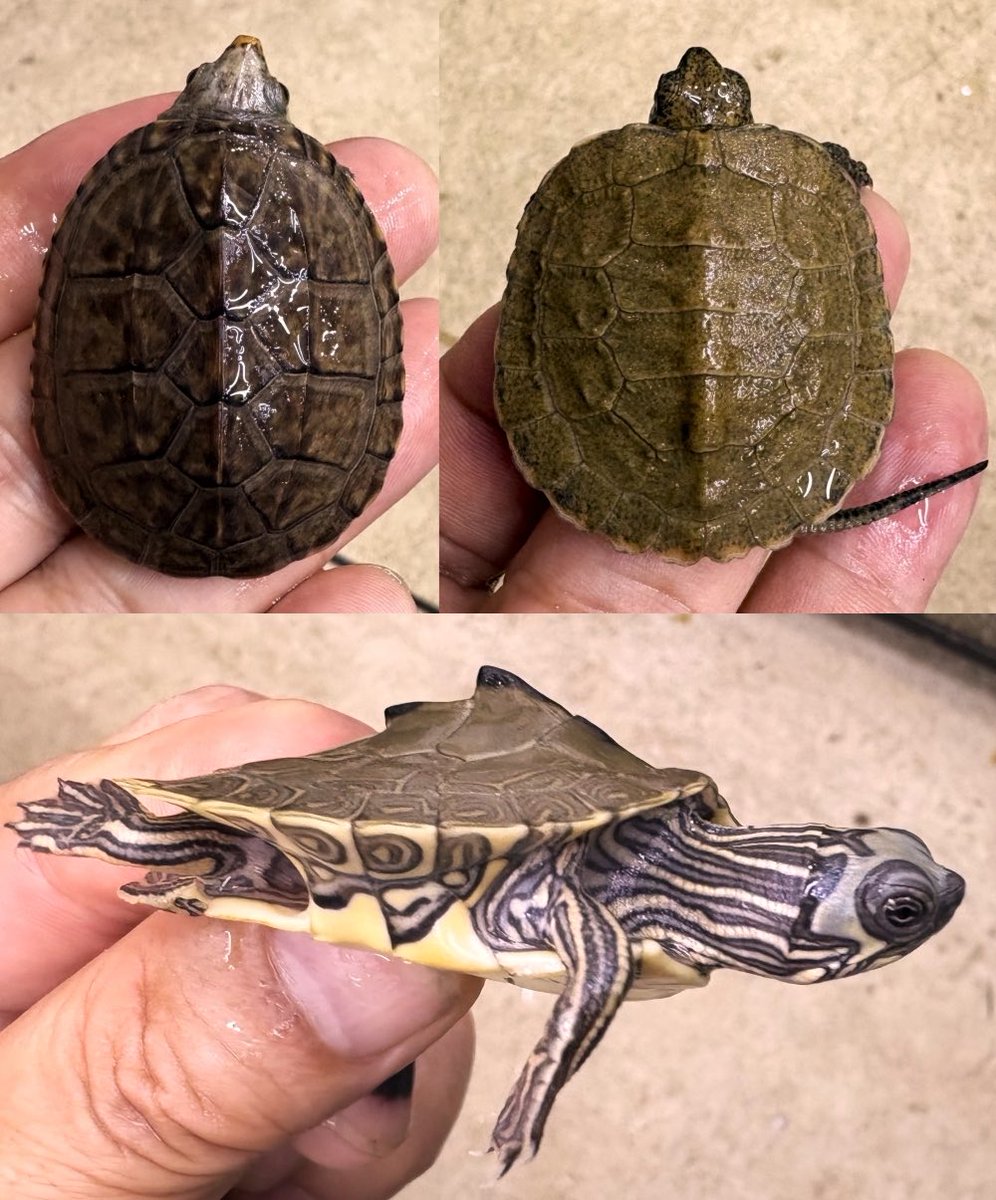 DEFREP (@kame_defrep) / Posts / X