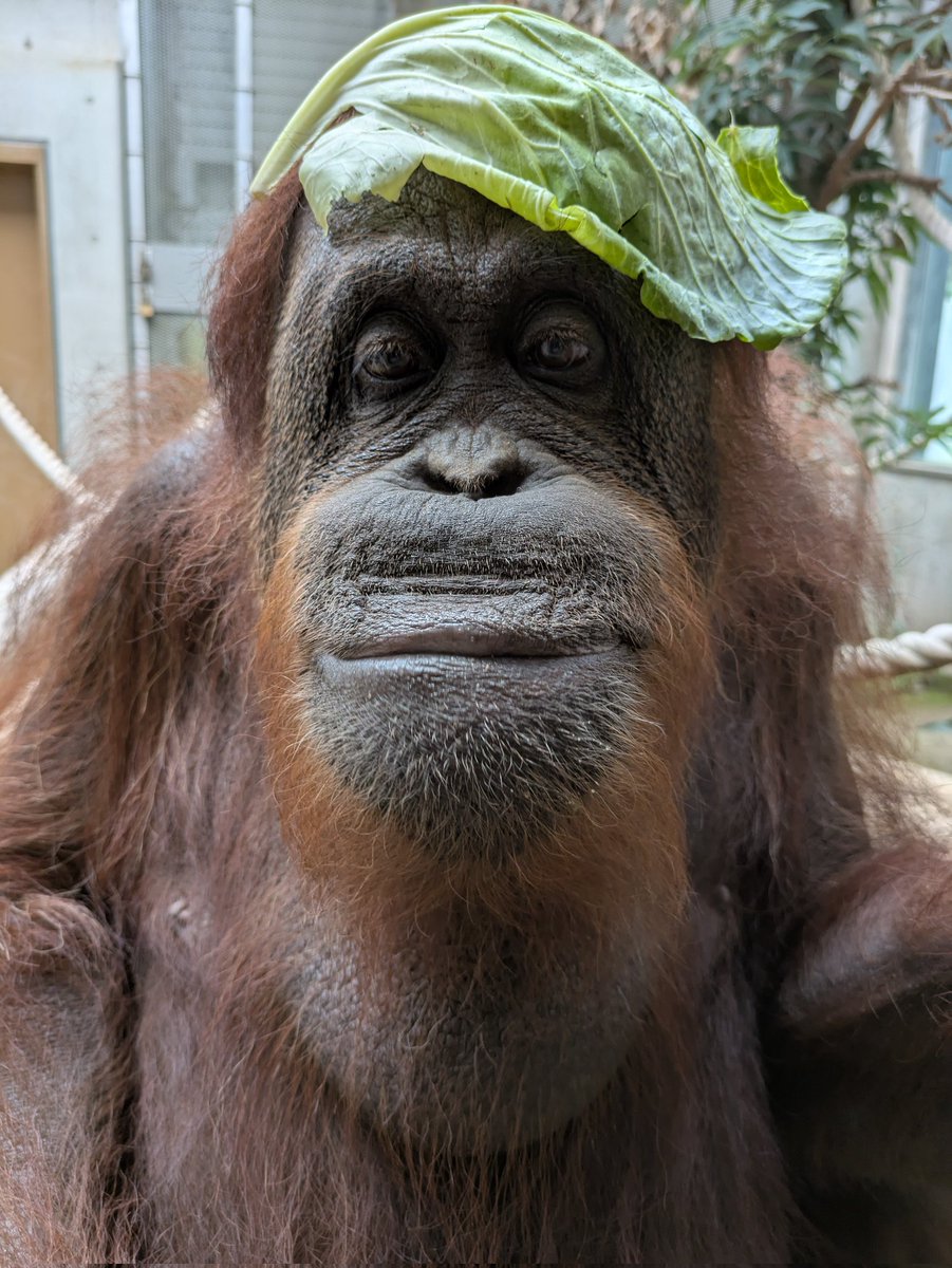 chausuyamazoo's tweet image. 収容前の一コマ🦧

#茶臼山動物園　#城山動物園
#オランウータン
#フジコ　#フジコさん
#キャベツ帽
#おしゃれさん