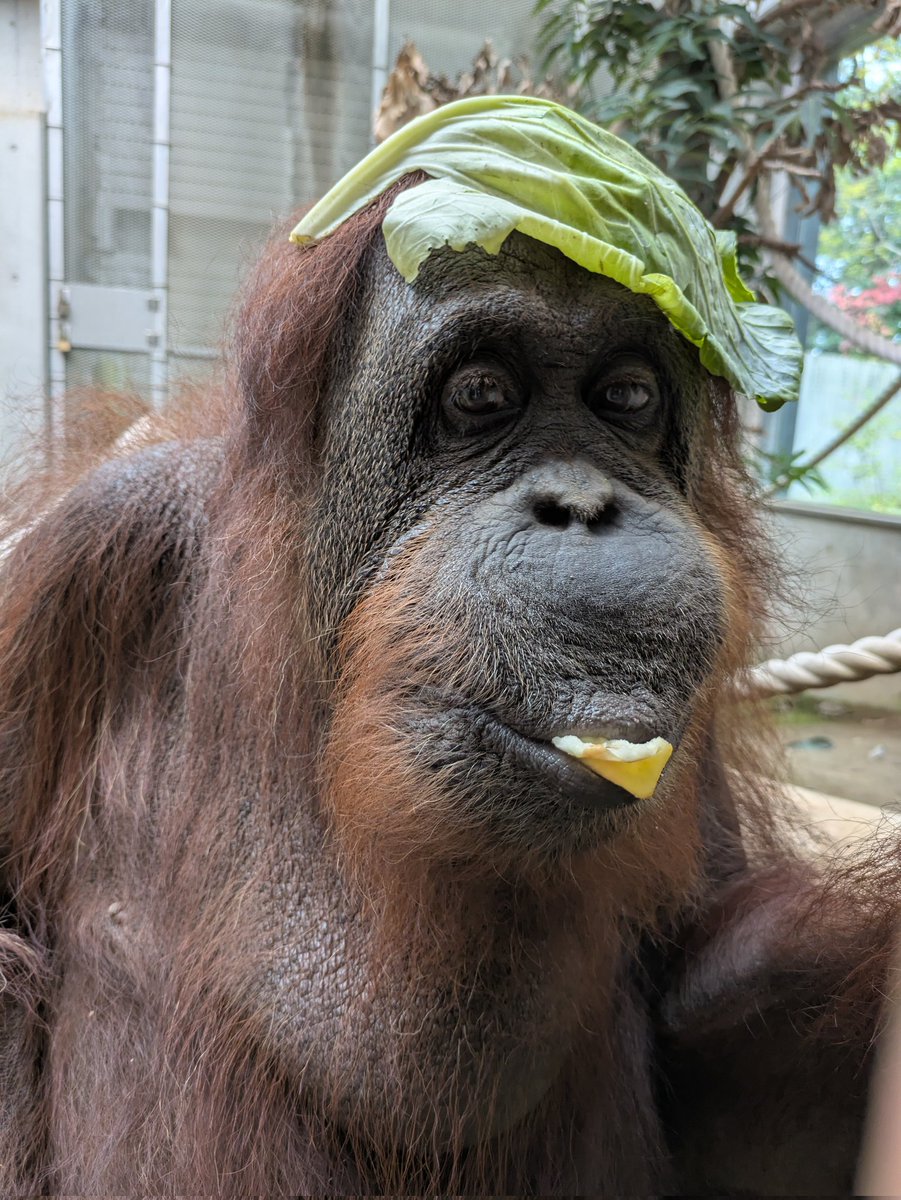 chausuyamazoo's tweet image. 収容前の一コマ🦧

#茶臼山動物園　#城山動物園
#オランウータン
#フジコ　#フジコさん
#キャベツ帽
#おしゃれさん