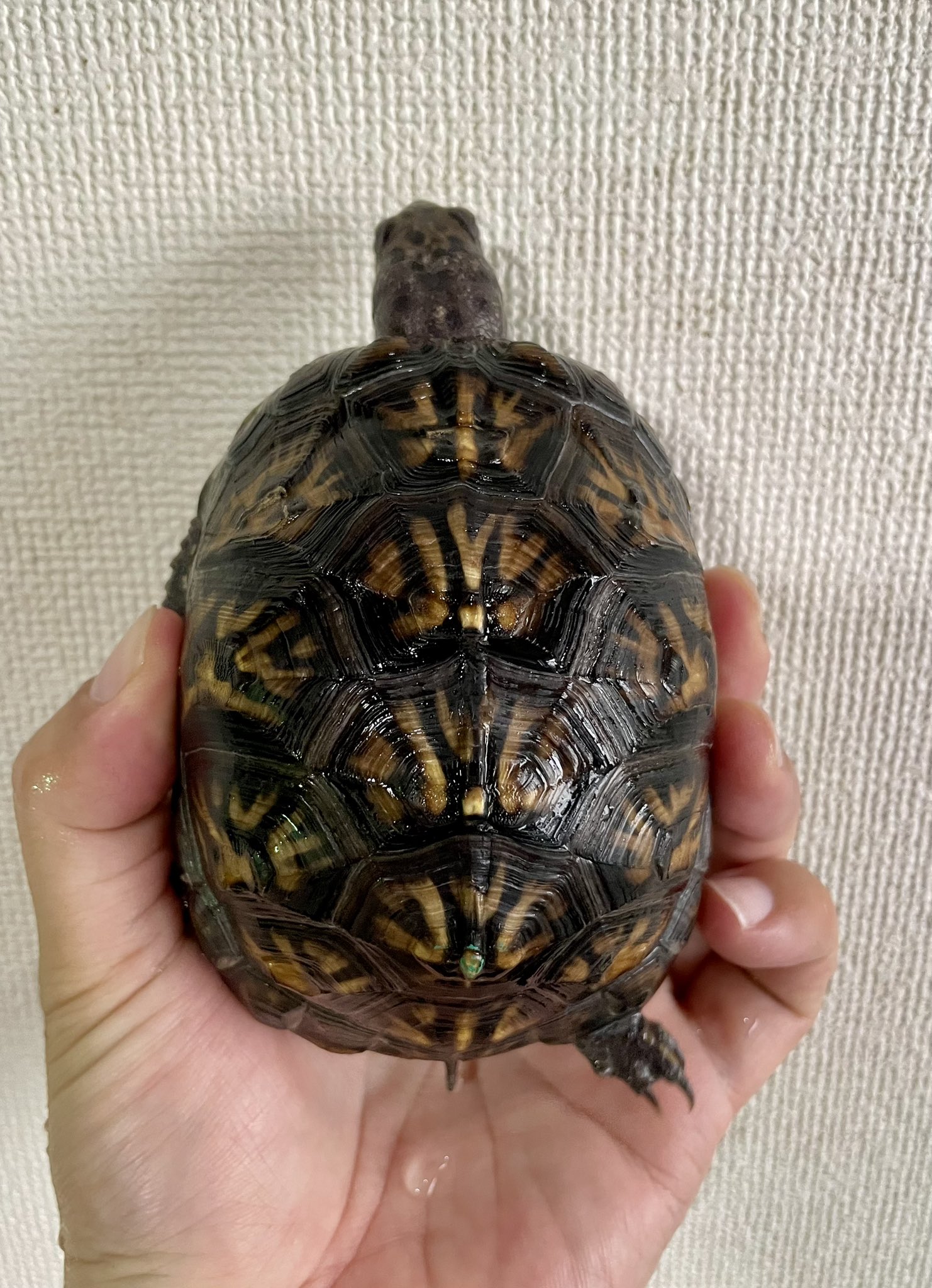 トウブハコガメ骨格標本(甲羅)ブラック系　剥製　爬虫類 GLOBAL ANIMALS on X: 