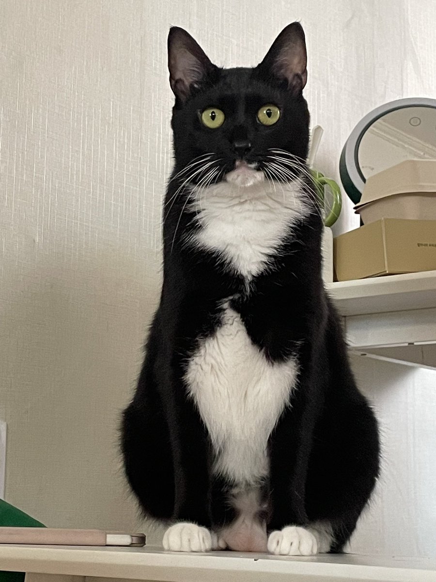 우리 모아 뚱뚱한가요? 오늘 몸무게 측정 예정..