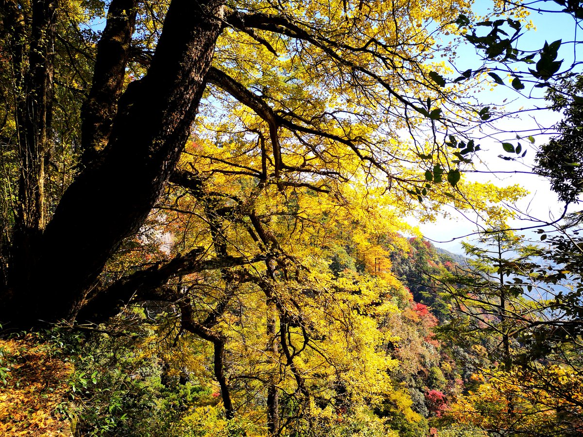 hangzhoufeel's tweet photo. #Tianmu Mountain⛰️, a cradle of life where myriad beings, and over 10,000 species are nurtured🐦🐒🦌. Among them are 119 nationally protected animals and plants, and an astonishing 178 species bear the name "Tianmu." This forest is a realm of wonder. #LinAn #AnEnchantedForest #ALoveLetteroftheSeasonsfromTianmuMountain #5thWCBR #BiosphereReserve #BiosphereMatters @UNESCO_MAB