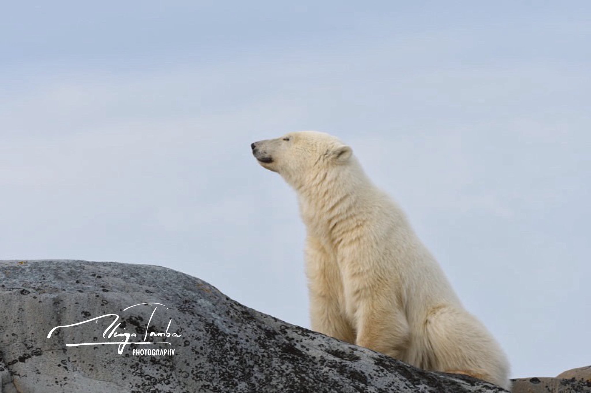 マイケル・エンゲルハード ホッキョクグマ 北極の象徴の文化史