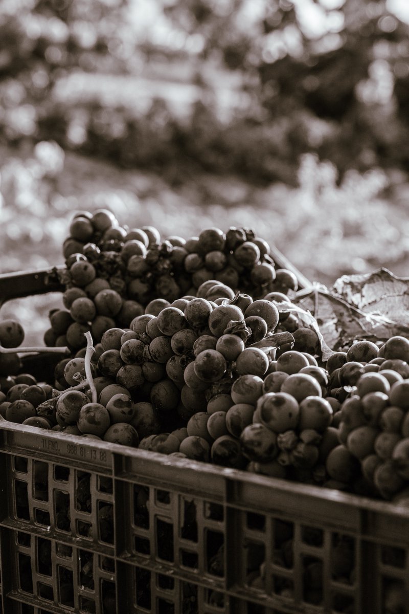 En Jumilla nada es fácil.
El suelo no regala.
Pero lo que guarda, lo guarda bien.
Por eso nuestras uvas no solo sobreviven, se hacen únicas.

#Carchelo #SierradelCarche #Jumilla