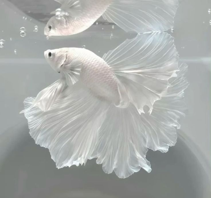 and this is kanna-chan. they're both betta fishes