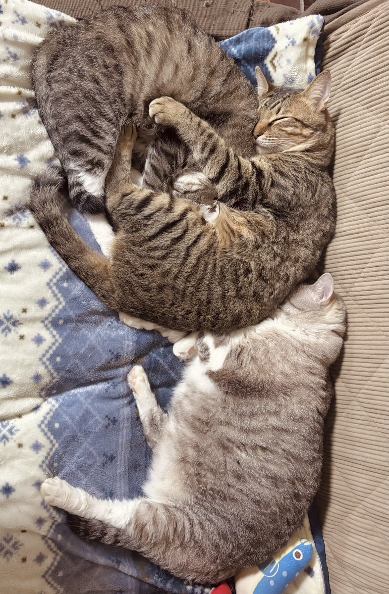ねこまま♡ 新しいお友達が出来ました 思ってた以上に大きくて可愛い