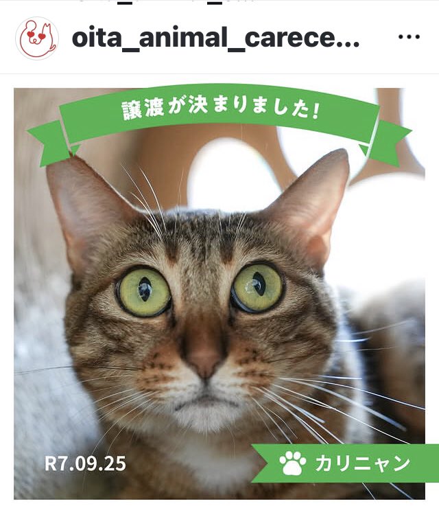 幸せほっぺに🐶🐱 on X: 