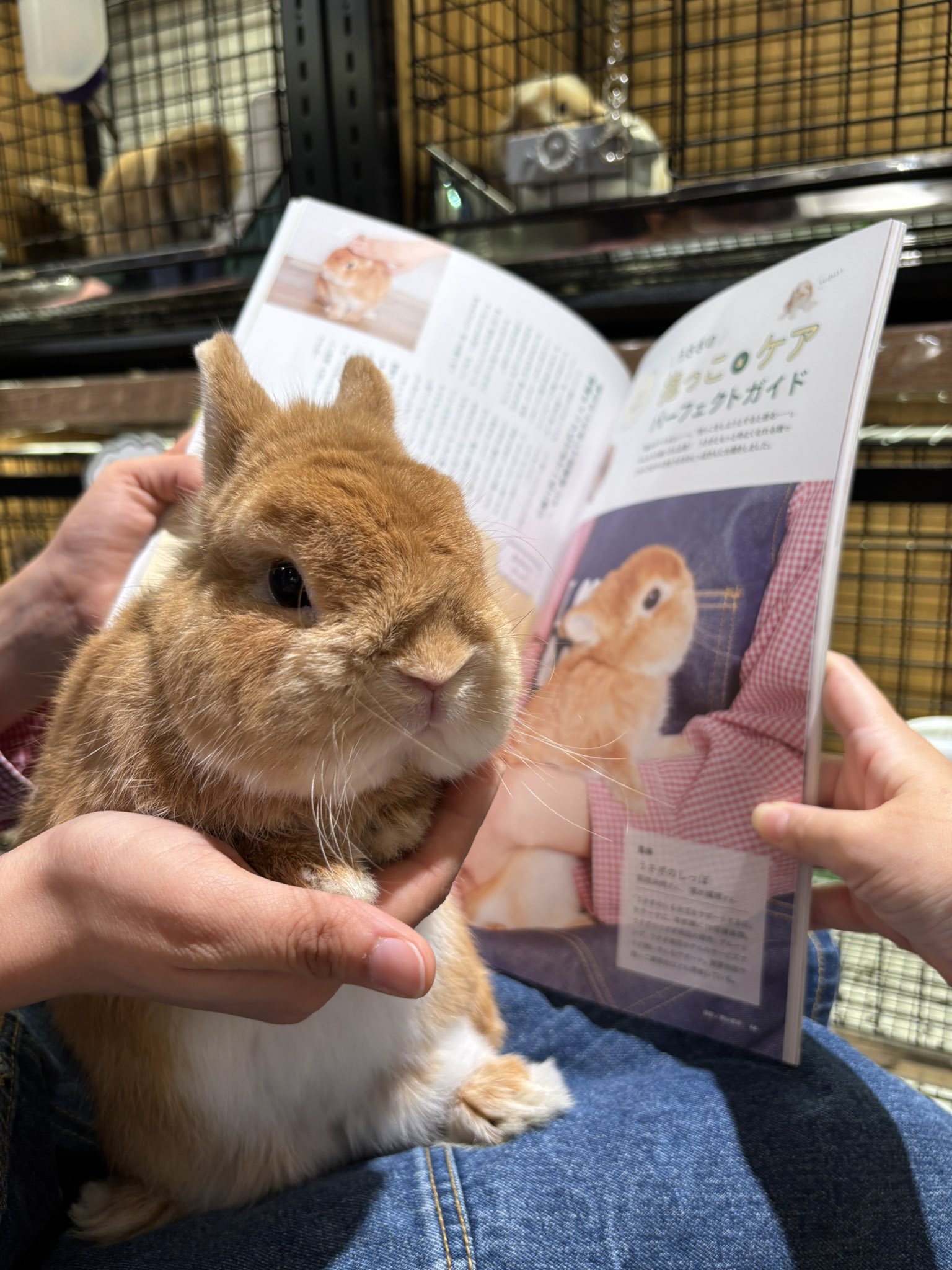 うさぎのしっぽ横浜店 on X: 