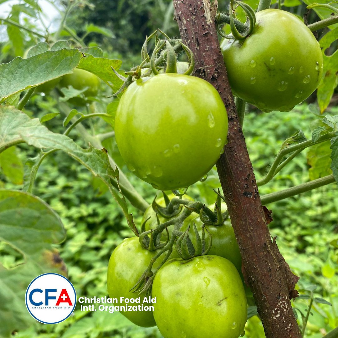 CFA_Intl's tweet image. Tuesday was another harvest day at St. John’s &amp;amp; Modakeke Islamic, fresh Amaranthus &amp;amp; Jute shared with students, teachers &amp;amp; CFA. 

And the best part? Our tomatoes, habanero &amp;amp; chilli peppers are fruiting; bigger, fresher &amp;amp; juicier by the day!

#SAEEProject #CFA #SamaritansPurse