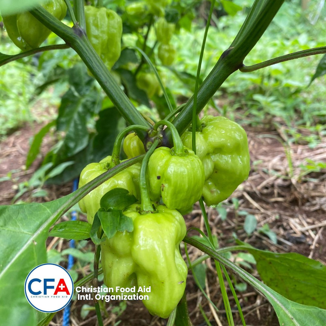 CFA_Intl's tweet image. Tuesday was another harvest day at St. John’s &amp;amp; Modakeke Islamic, fresh Amaranthus &amp;amp; Jute shared with students, teachers &amp;amp; CFA. 

And the best part? Our tomatoes, habanero &amp;amp; chilli peppers are fruiting; bigger, fresher &amp;amp; juicier by the day!

#SAEEProject #CFA #SamaritansPurse