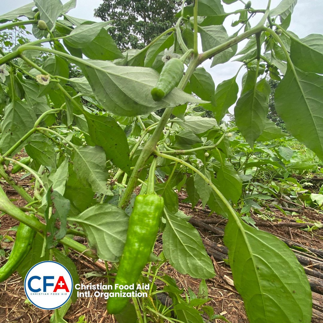 CFA_Intl's tweet image. Tuesday was another harvest day at St. John’s &amp;amp; Modakeke Islamic, fresh Amaranthus &amp;amp; Jute shared with students, teachers &amp;amp; CFA. 

And the best part? Our tomatoes, habanero &amp;amp; chilli peppers are fruiting; bigger, fresher &amp;amp; juicier by the day!

#SAEEProject #CFA #SamaritansPurse