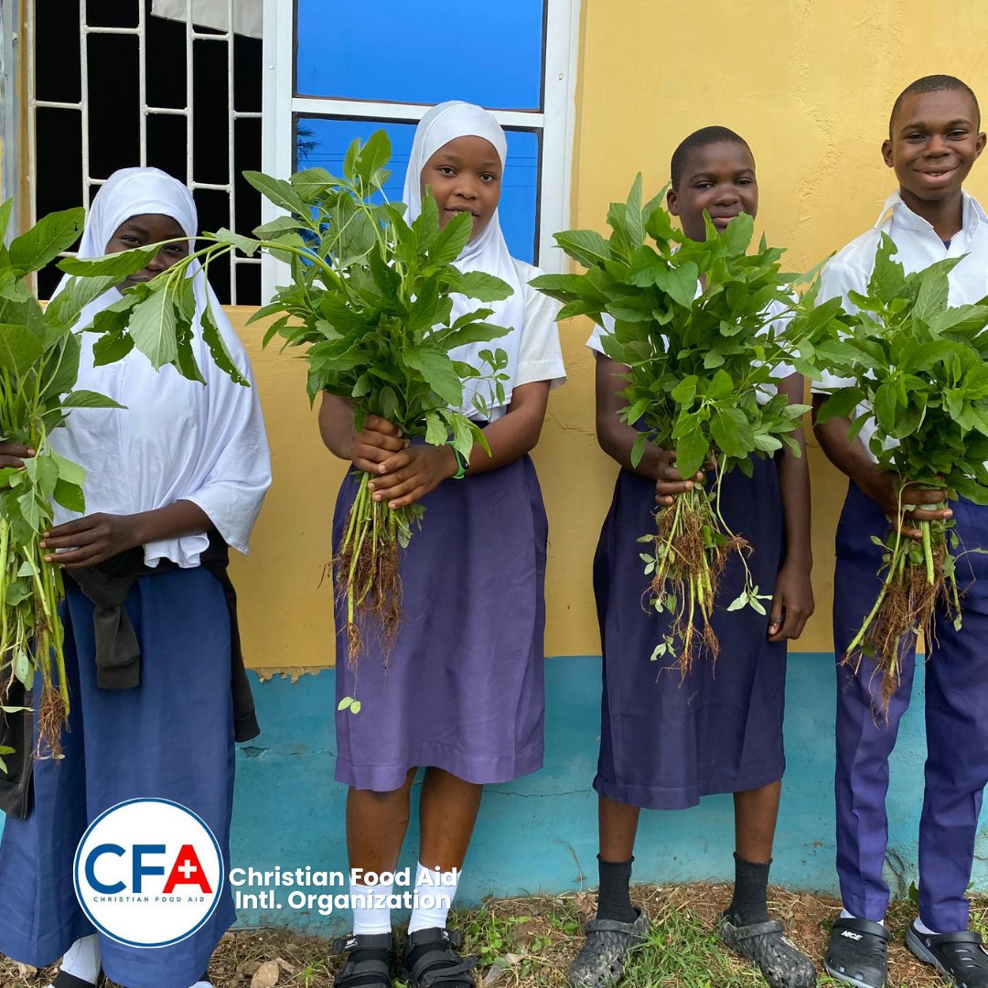 CFA_Intl's tweet image. Tuesday was another harvest day at St. John’s &amp;amp; Modakeke Islamic, fresh Amaranthus &amp;amp; Jute shared with students, teachers &amp;amp; CFA. 

And the best part? Our tomatoes, habanero &amp;amp; chilli peppers are fruiting; bigger, fresher &amp;amp; juicier by the day!

#SAEEProject #CFA #SamaritansPurse