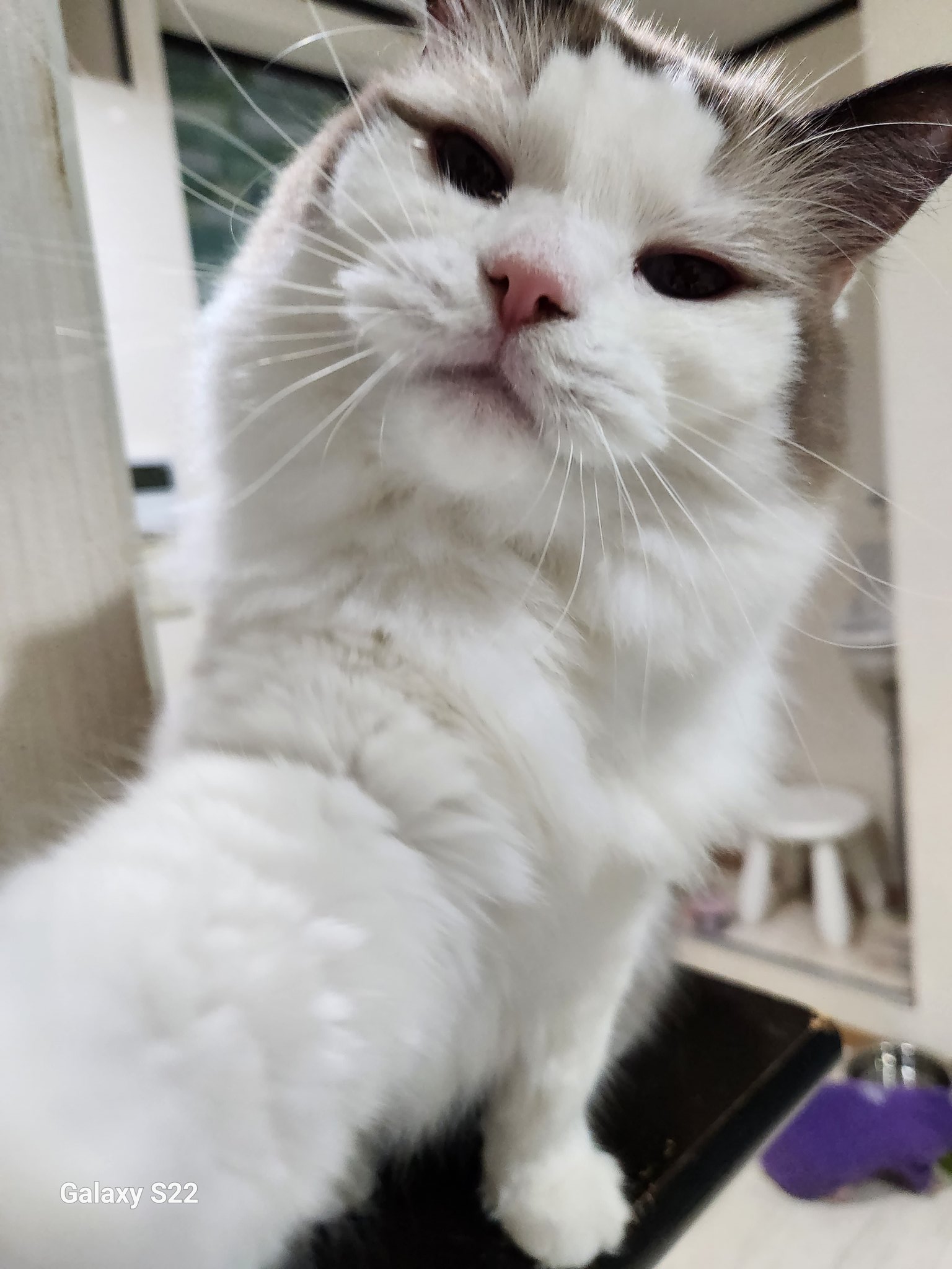 【ねこ】 4972547926326_c999_a001_ps.jpg
