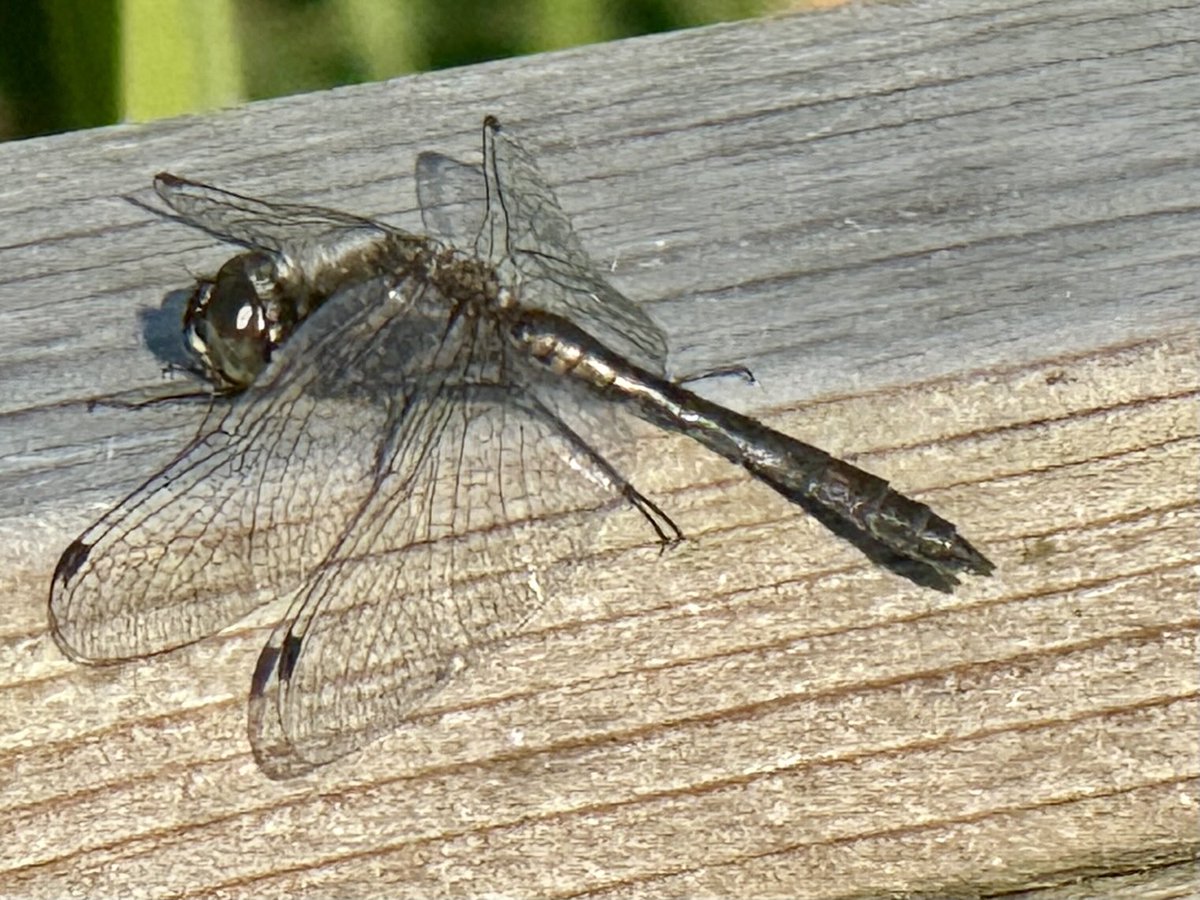 GaryWVC76's tweet image. Hi can anyone ID this dragonfly? Is it a Black Darter? Cathkin Marsh, Glasgow. ⁦@rlewington2⁩ ⁦@bugmanjones⁩