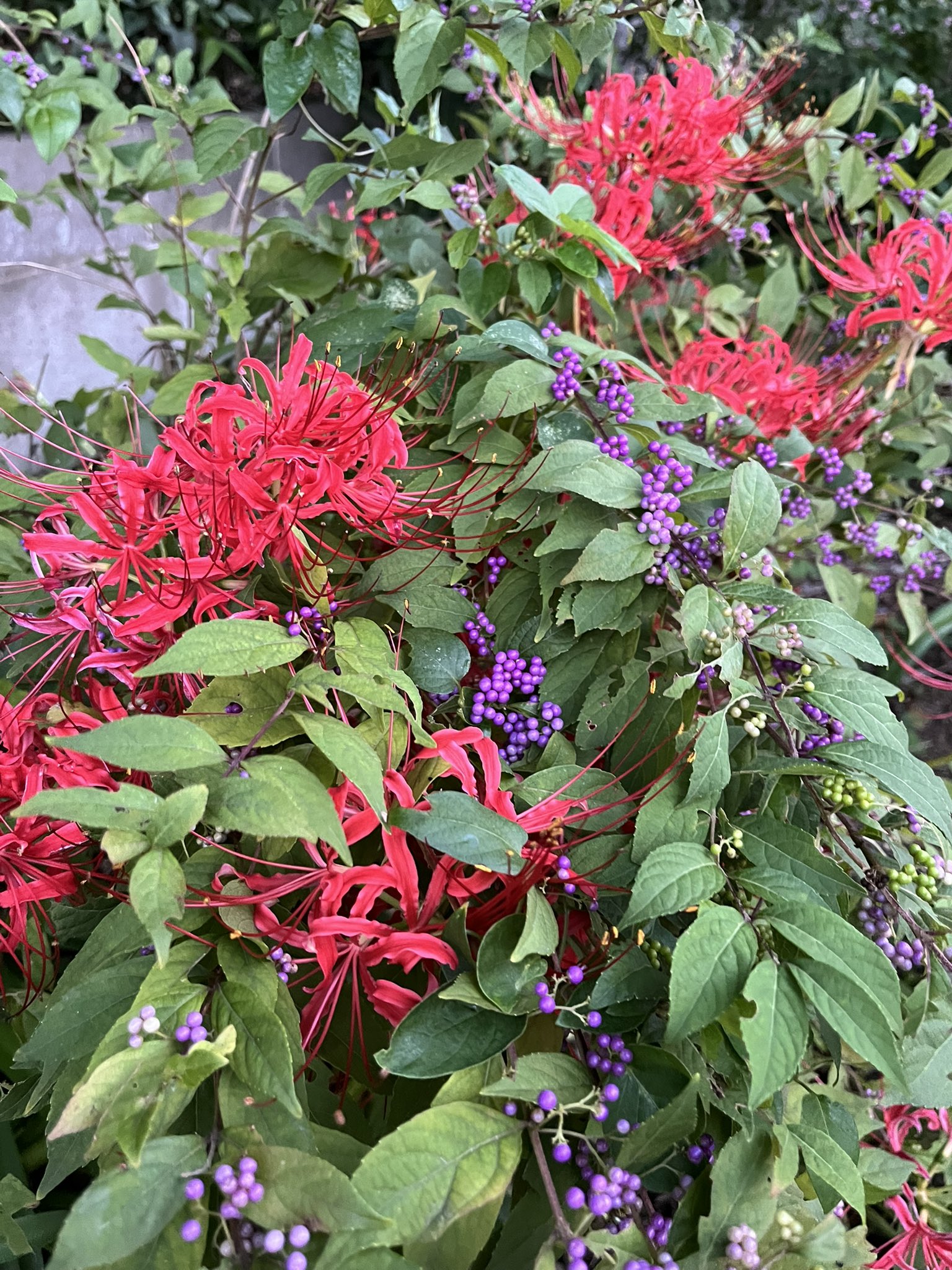 孤高の花 ゼロサム編集部 on X: 