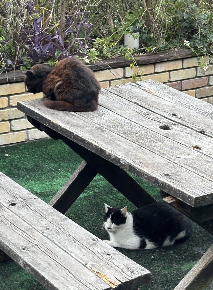 出勤前の庭を確認。
今日もお客ネコが来てる。
黒い子は、けっこうな老猫みたい。
今年の暑い夏を乗り切ってくれてよかった。