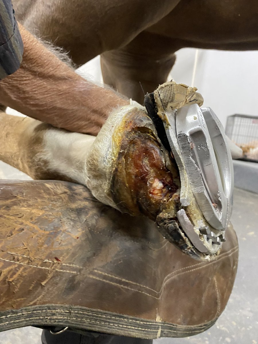 Rafa Forteza tweet media