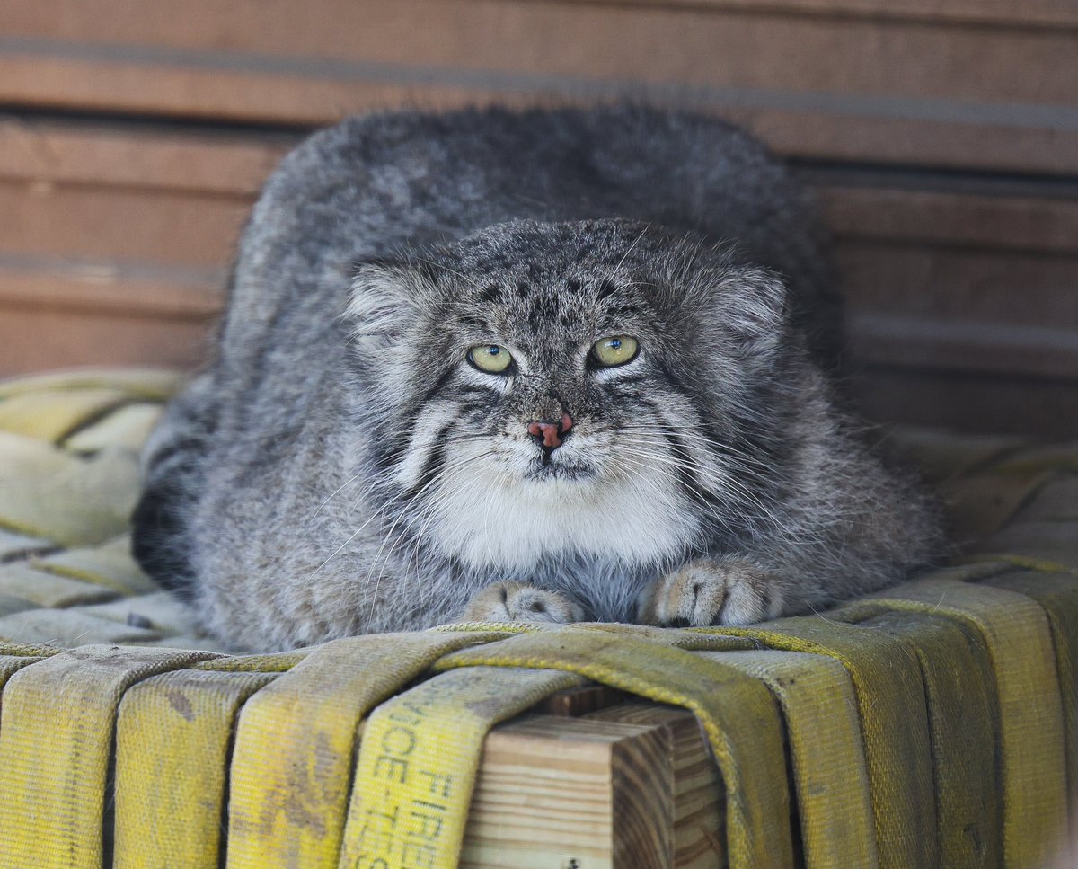 Haruto, the quiet manul of @niabizoo. Reserved, observant, and (likely) scarred from a brotherly spat with Tai-Chi, he’s a grandson of the legendary Tabby. Today he lives with Eevie, whose affection he accepts with a patience rare for this famously introverted species.