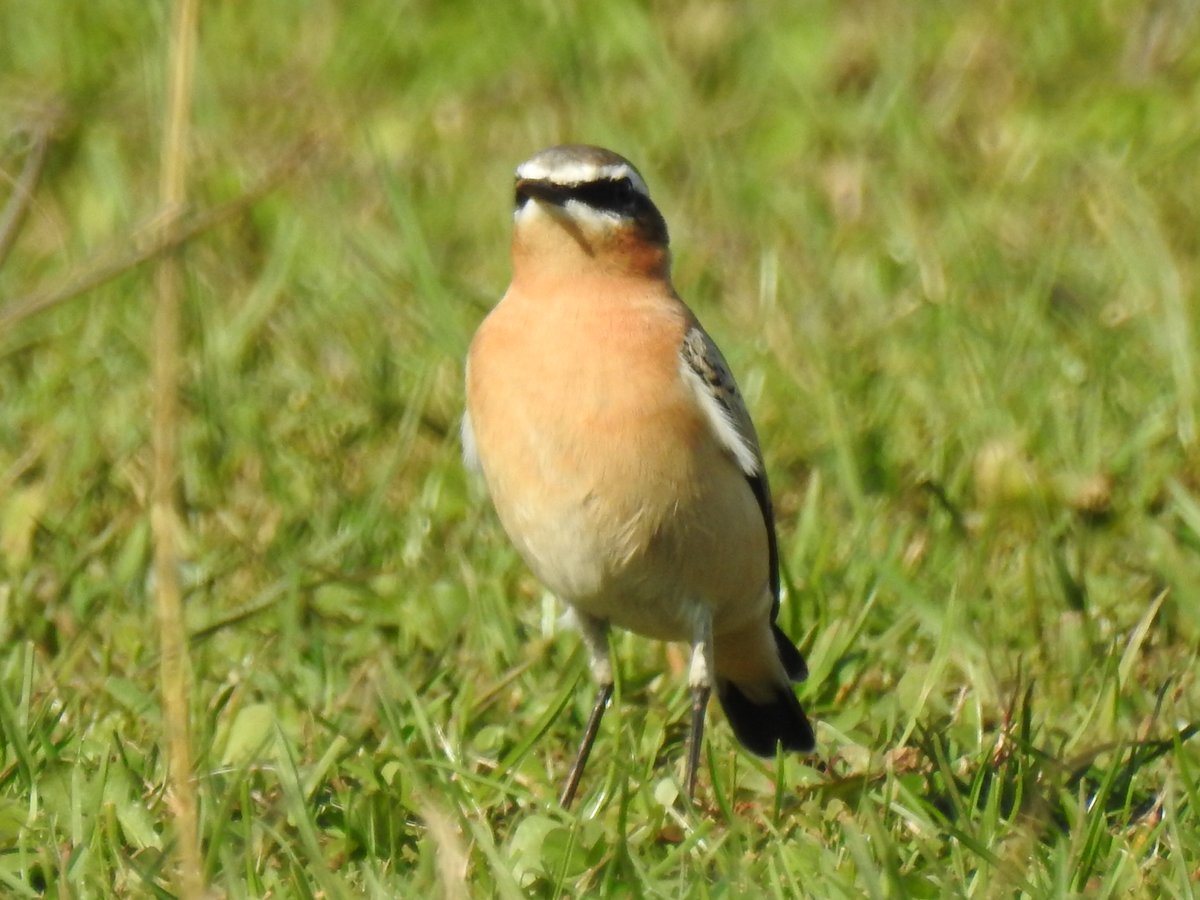 Another 8 Northern Wheatear in a field on Northfield lane Marshfield this morning.<a href="/bristolbirding/">BristolBirding</a>