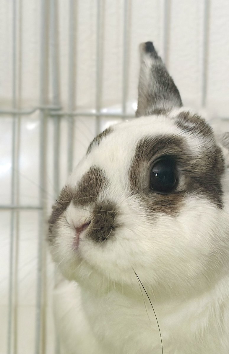 おもち🐰2代目うさぎ (@omochi_mochi_5) / Posts / X