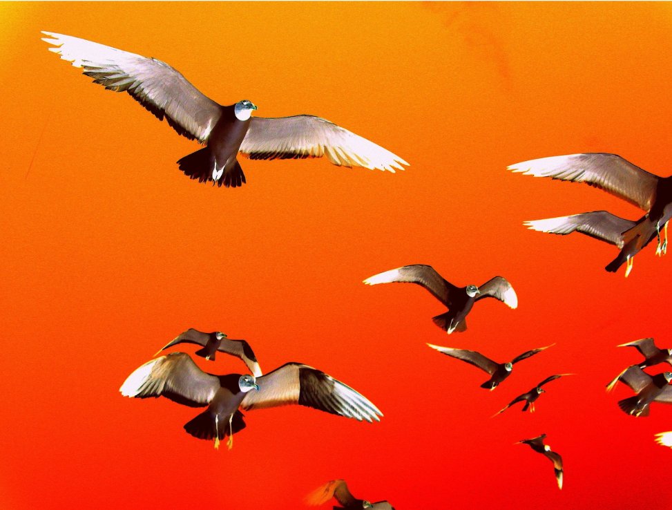 "The sun hit the cloudbank a fist’s width above the horizon and swelled enormously, pregnant with its own death, melting, bleeding, then spilling into the sea, metal and crucible as one..." -Gabriella Paz Hoggatt's "r/Hell" 
Art: “Harpies” by Rollin Jewett