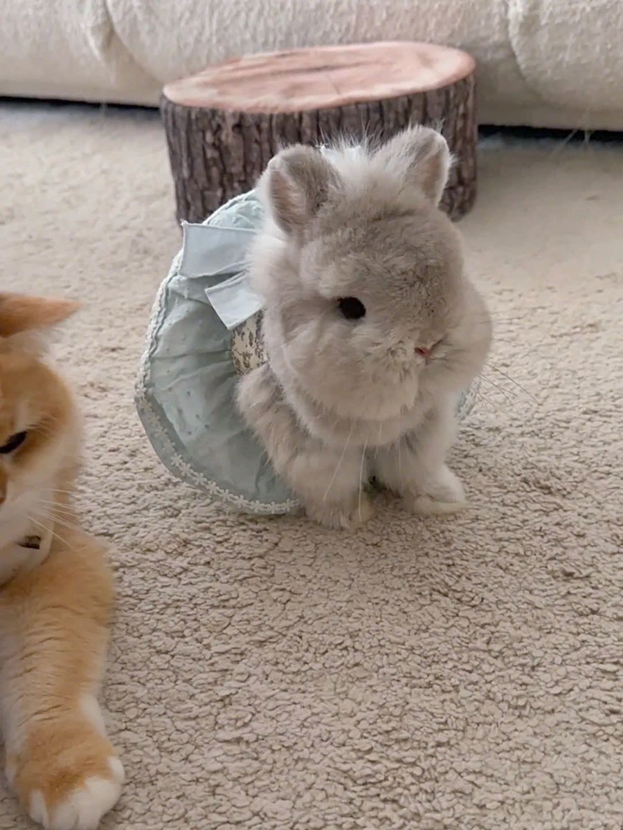 Why you should have a rabbit (@shouldhaverabit) on Twitter photo 