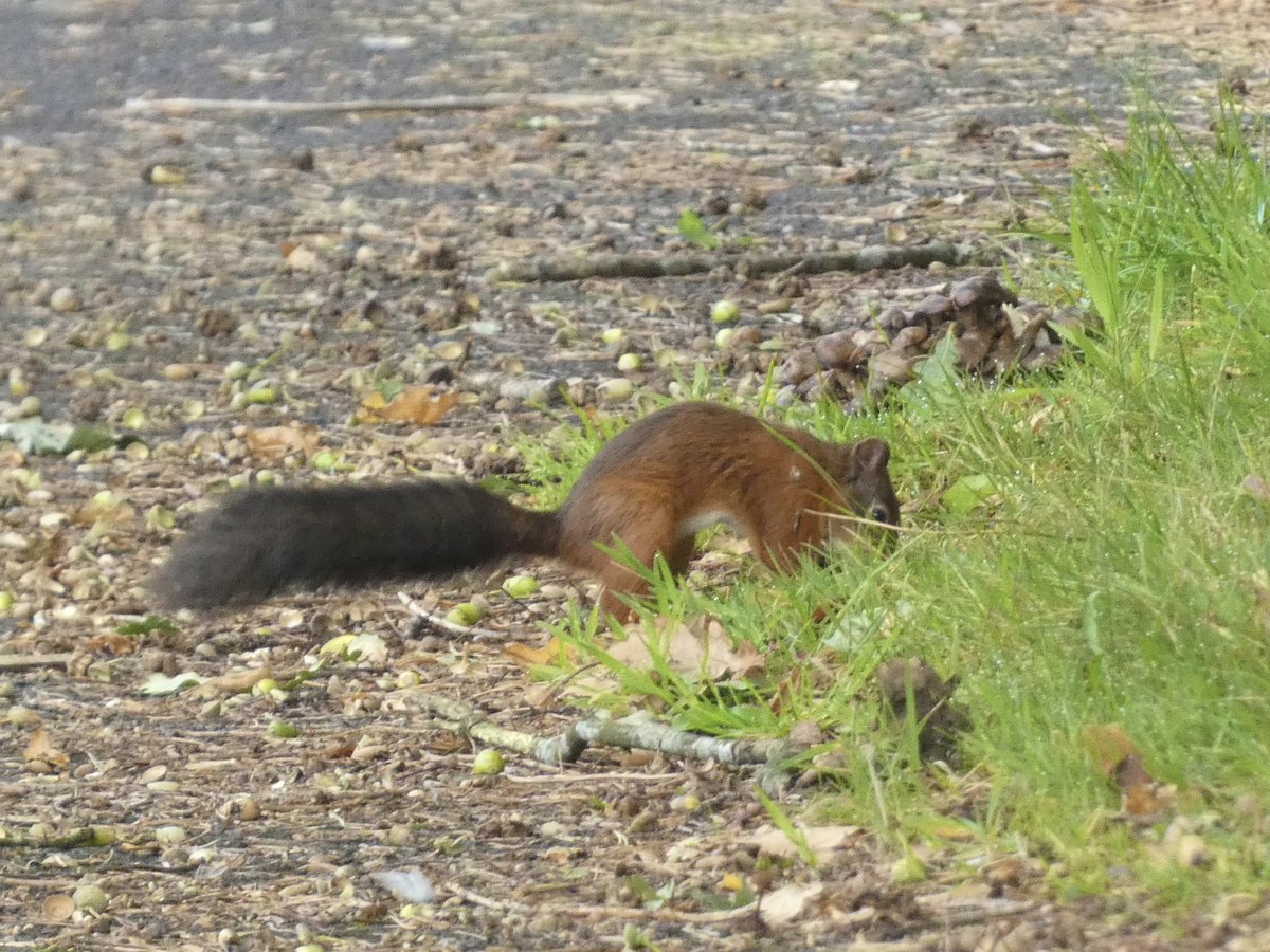 peterbreene's tweet photo. @niwnews @RedSquirrelsUW @visitmourne @Mournelive 
Silent Valley. https://t.co/XbhblazwxX