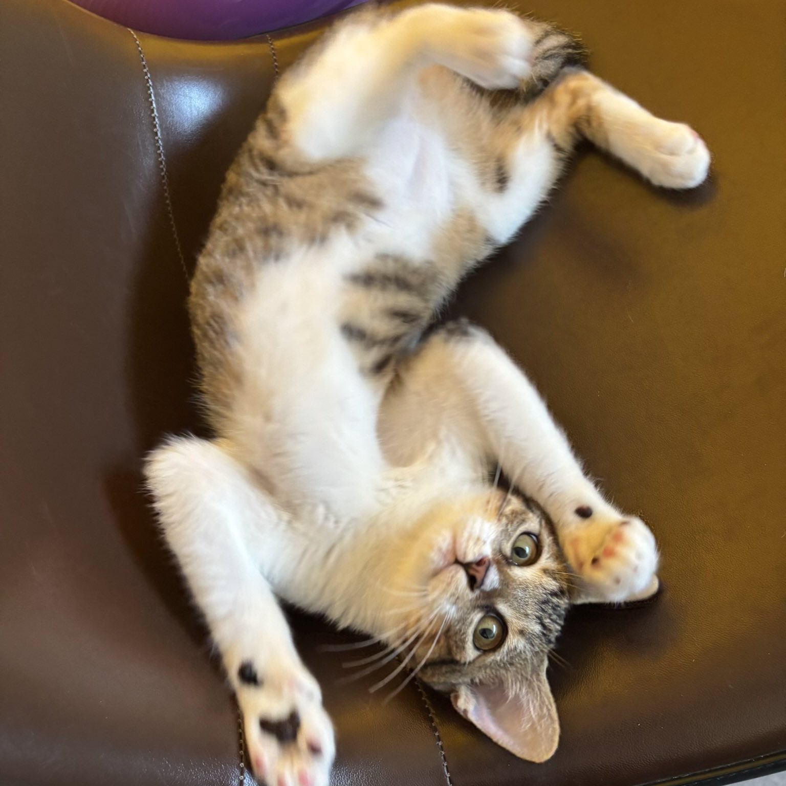 ねこすいページ 週休8日の猫吸い (@8VA64ArRkX7nOHE) / X