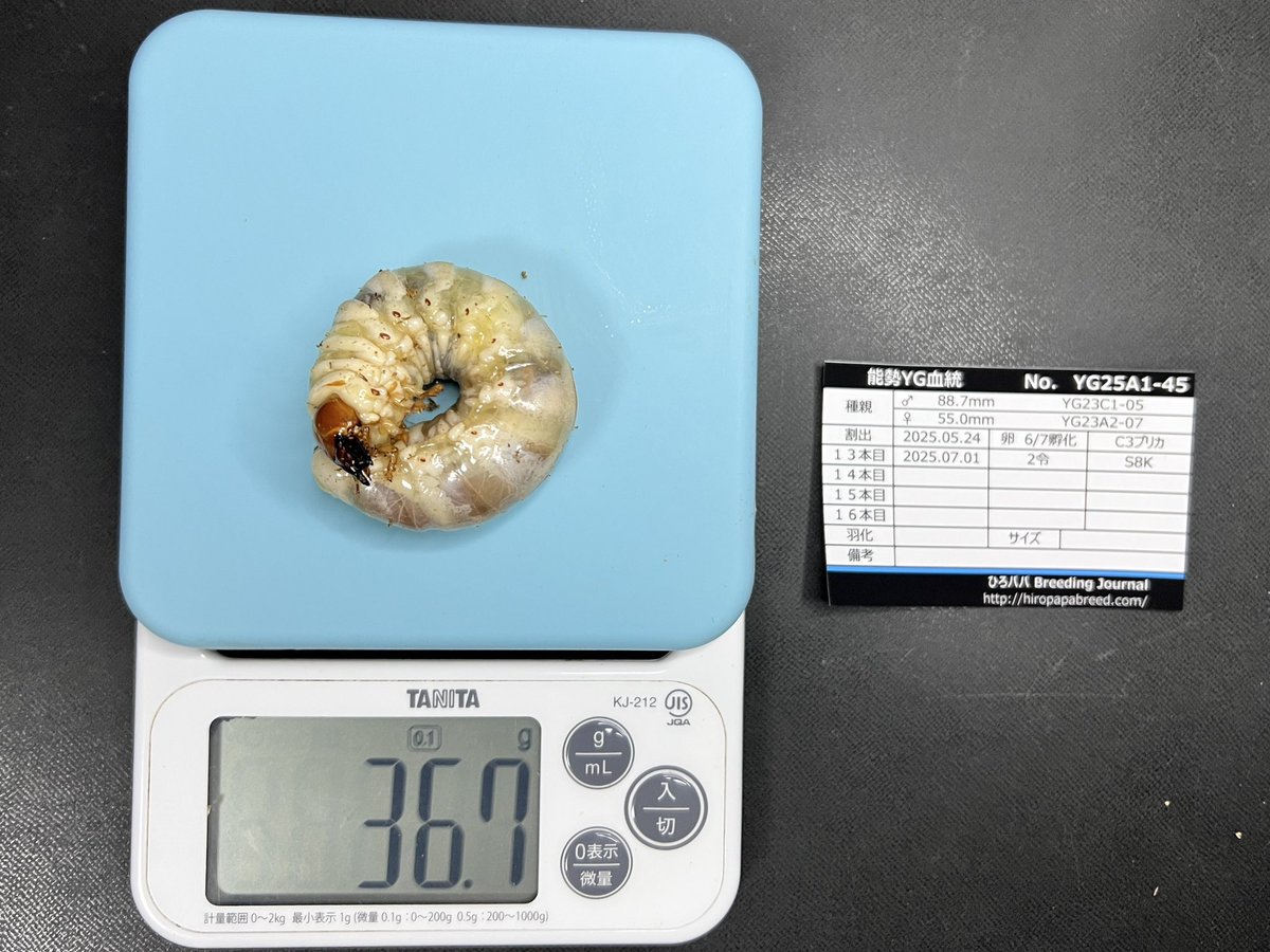 ひろとんパパさま専用⭐︎ ひろパパ (@hiropapa01) / Posts / X