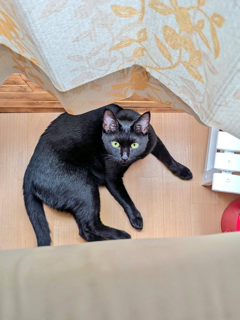 「黒猫みんと」のみ LEMO on X: 