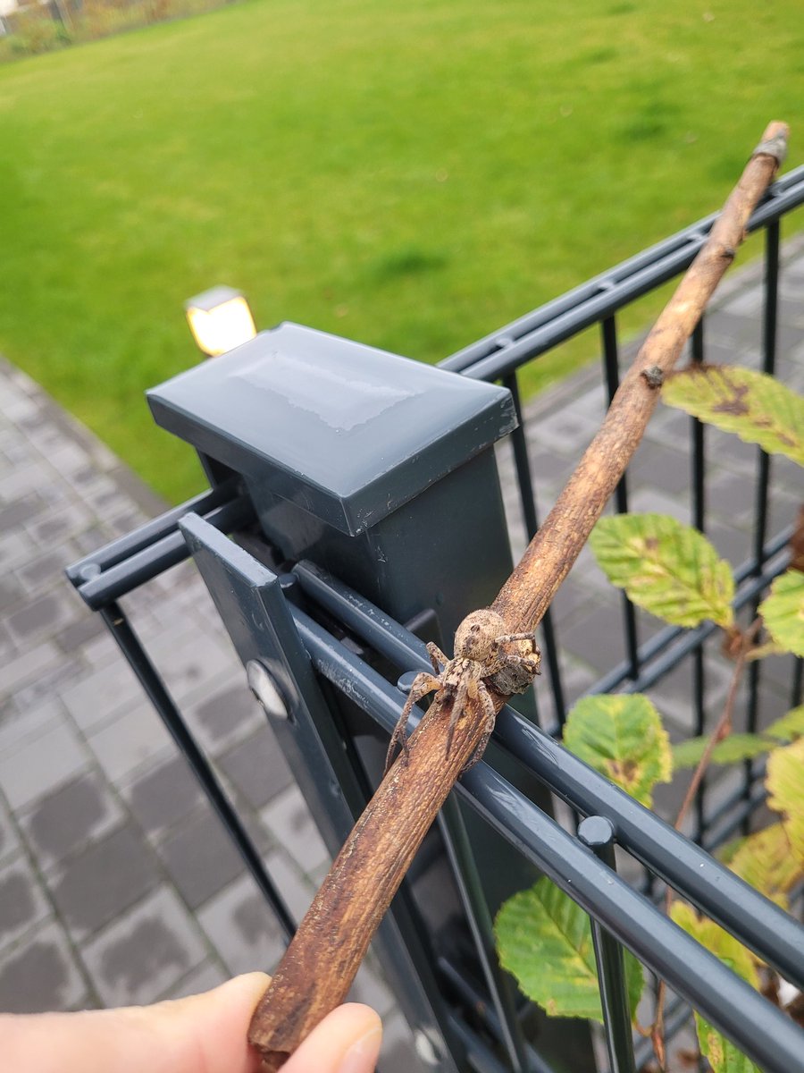 Nicoletta tweet media