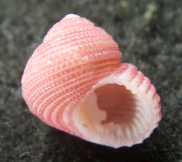 貝殻 チグサガイ, Cantharidus japonicus (A. Adams, 1853)