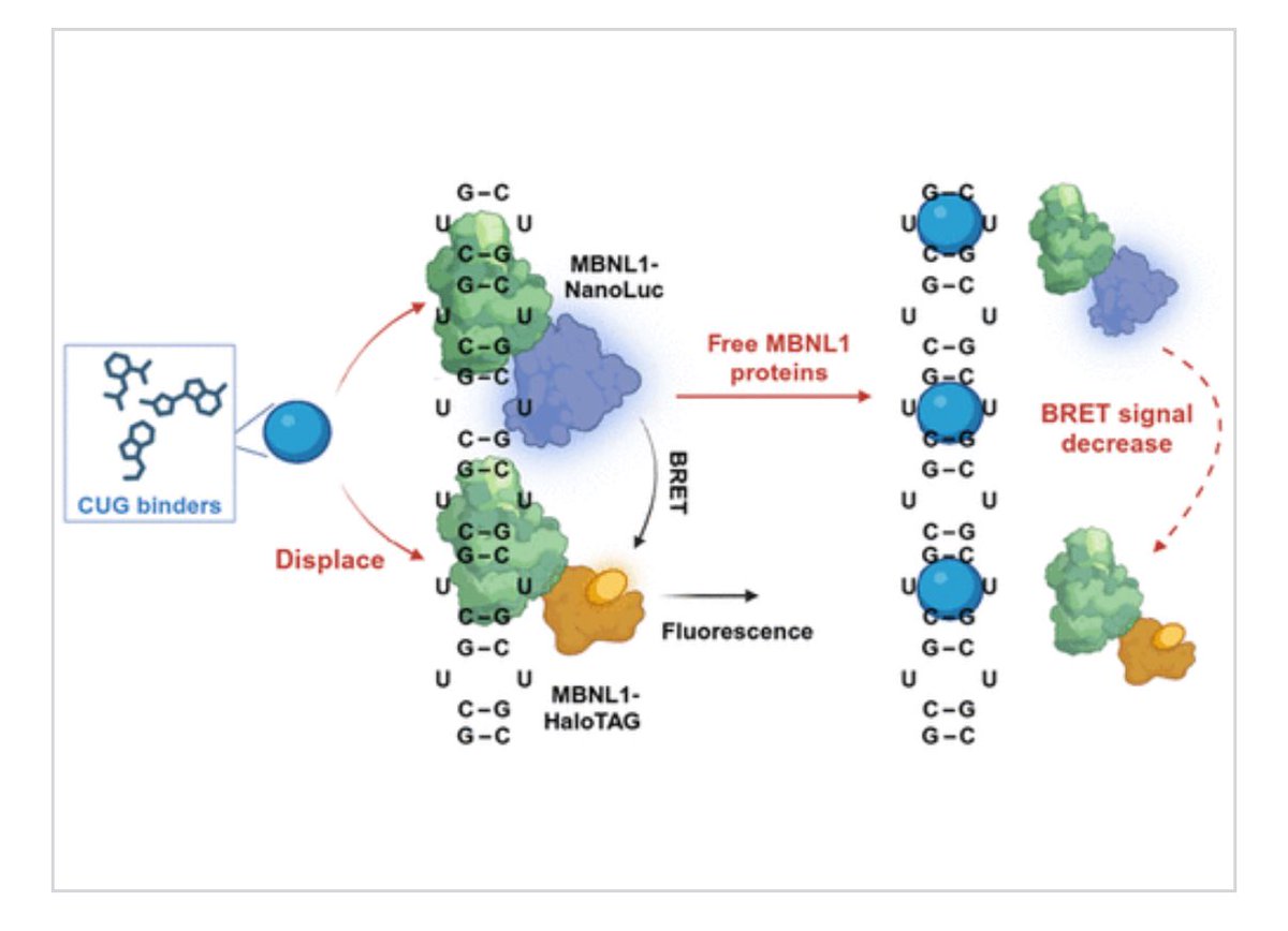 Excited to share our new paper in ACS Central Science! see:  pubs.acs.org/doi/10.1021/ac…
We developed a live-cell NanoBRET assay to study RNA–protein interactions
Congratulations to Jingsong and thanks to <a href="/promega/">Promega Corporation</a>— especially Liz Caine — for their collaboration.  More to come!