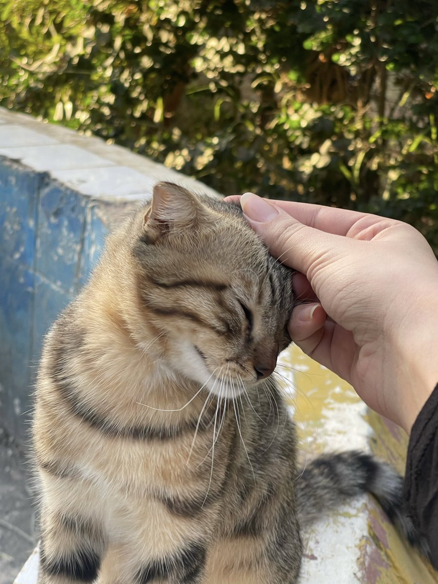 Just pet my favourite patient at the hospital