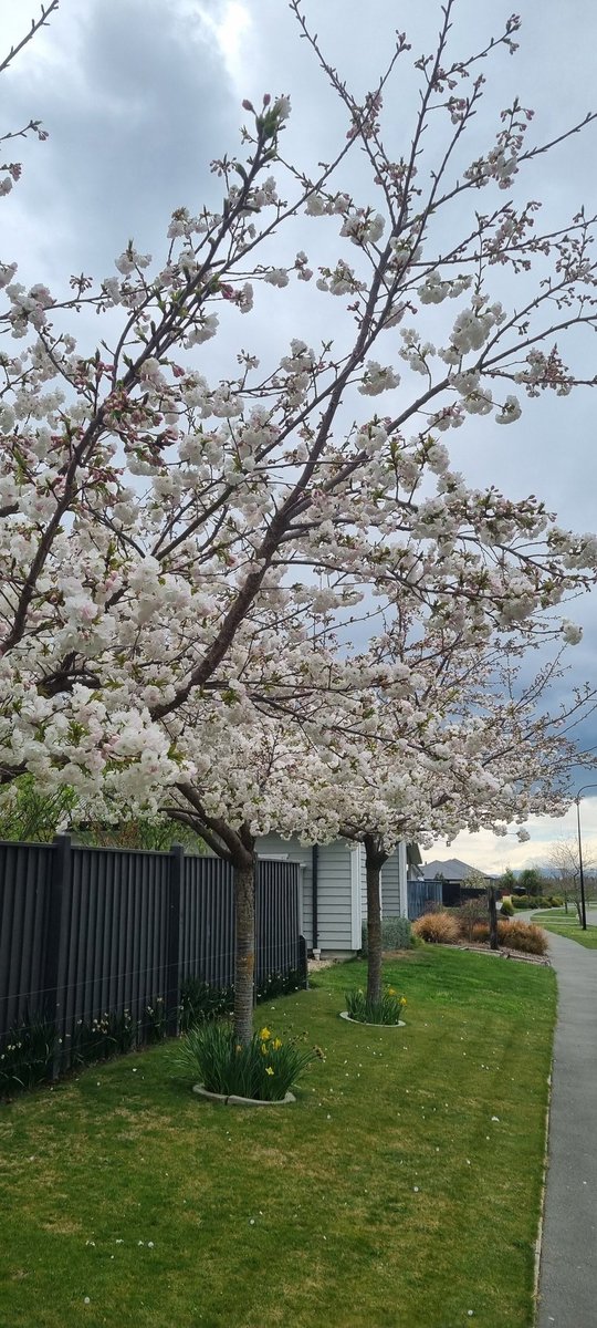 AlTaylorNZ's tweet image. Tree of the day 🌳

Spring has definitely sprung - and brought showers too

#spring2025