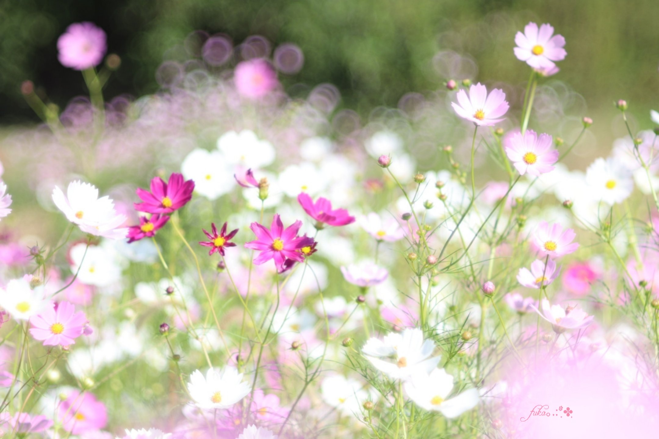 ✨コスモス様3点おまとめ✨ありがとうございます♡ 郁子 on X: 