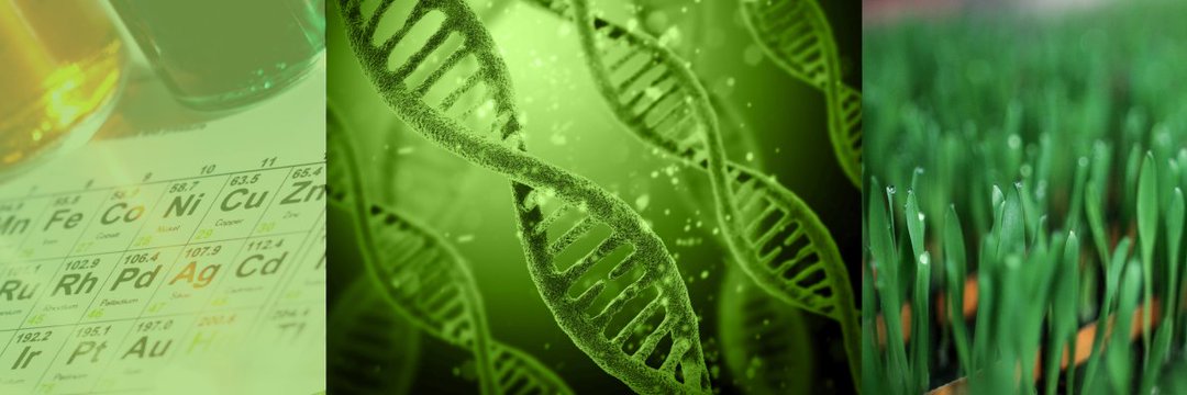 AlexisNyandwi12's tweet image. Rumors end where science begins. Data drives decisions. Organic alone cannot meet global demand, but #BiotechCrops can ensure sufficient and secure food for all.

#Voices4AgriBiotech