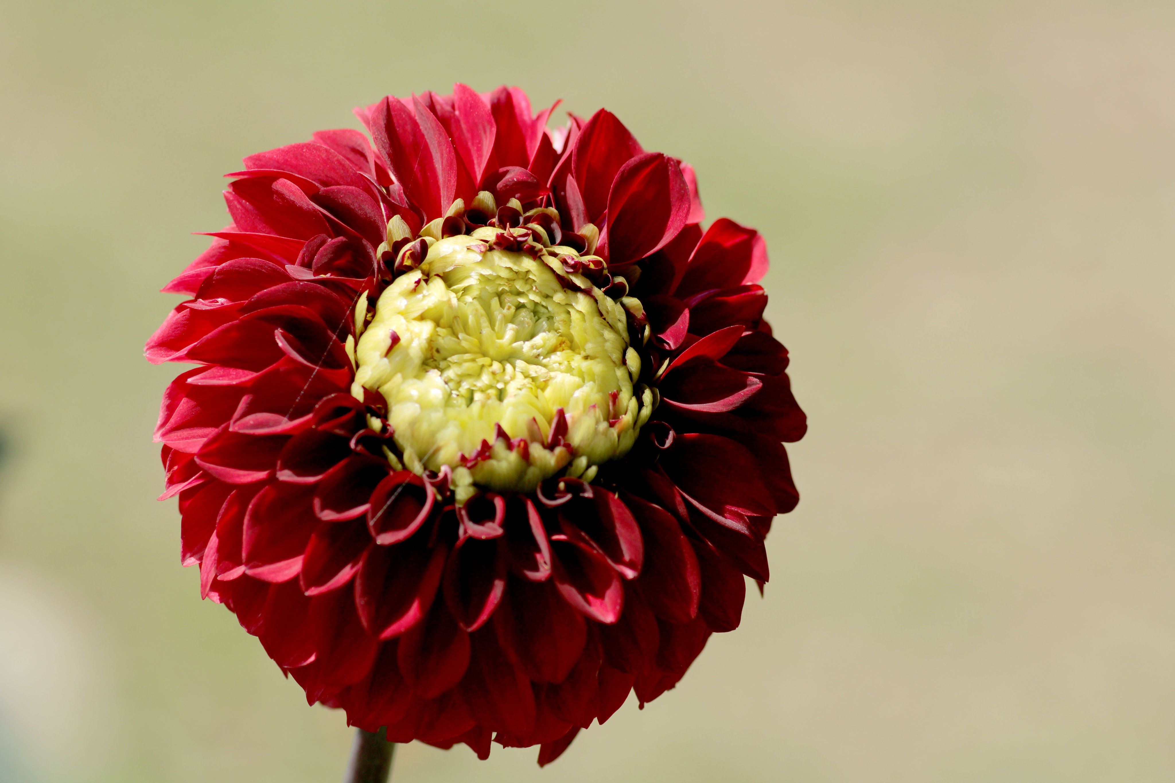 ダリア（感謝） ダリア - Search / X