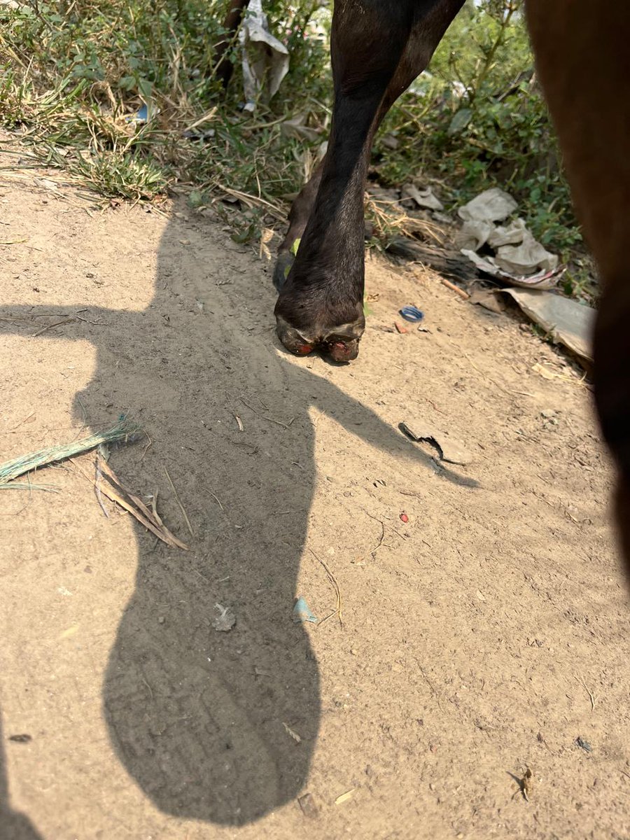 थाना #हफ़िज़गंज के अंतर्गत कस्वा रिठौरा की बाज़ार में यह गौ माता का पैर बुरी तरह घायल हो गया जिससे इनका पैर सड़ रहा है कृपया मदद पहुंचाए।
<a href="/bareillypolice/">Bareilly Police</a> <a href="/Uppolice/">UP POLICE</a> <a href="/myogioffice/">Yogi Adityanath Office</a> <a href="/112UttarPradesh/">Call 112</a>