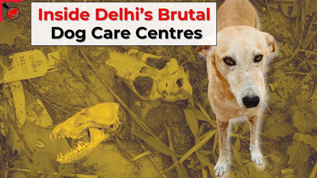 theprobeindia's tweet image. Stray Dogs Face Shocking Cruelty in Delhi&apos;s Animal Care Centres

Full Story: theprobe.in/videos/stray-d…

#straydogs #streetdogs #communitydogs #AWBI #dogs #MCD