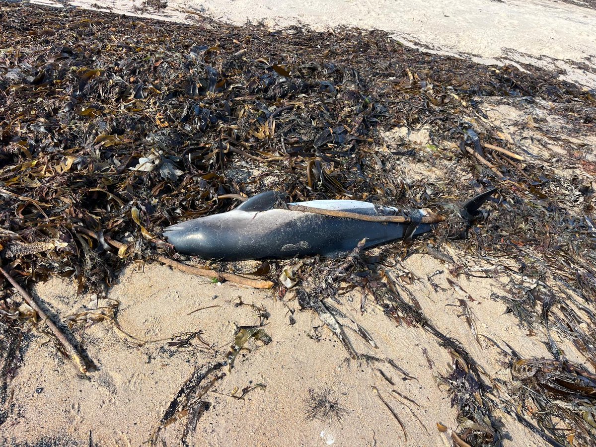 strandings_man's tweet image. #Coasttocoastaction over the last few days- heading back to @ZSLScience with two common dolphins a harbour porpoise and a common seal, picked up from Yorkshire, Northumberland and Cumbria. #CSIOfTheSea examinations on all to follow soon- after a brief lie down...