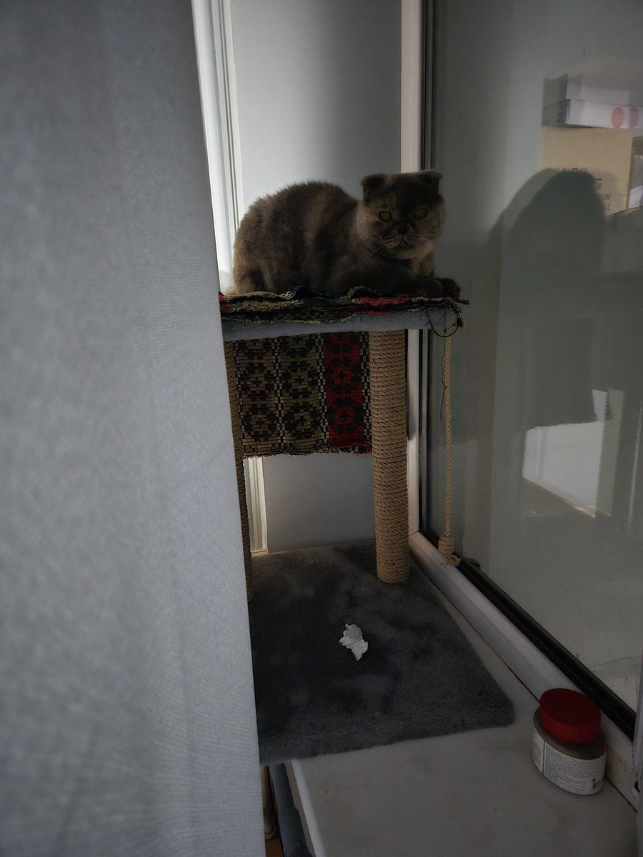 Укромное местечко для наблюдения за птицовыми #коточетверг