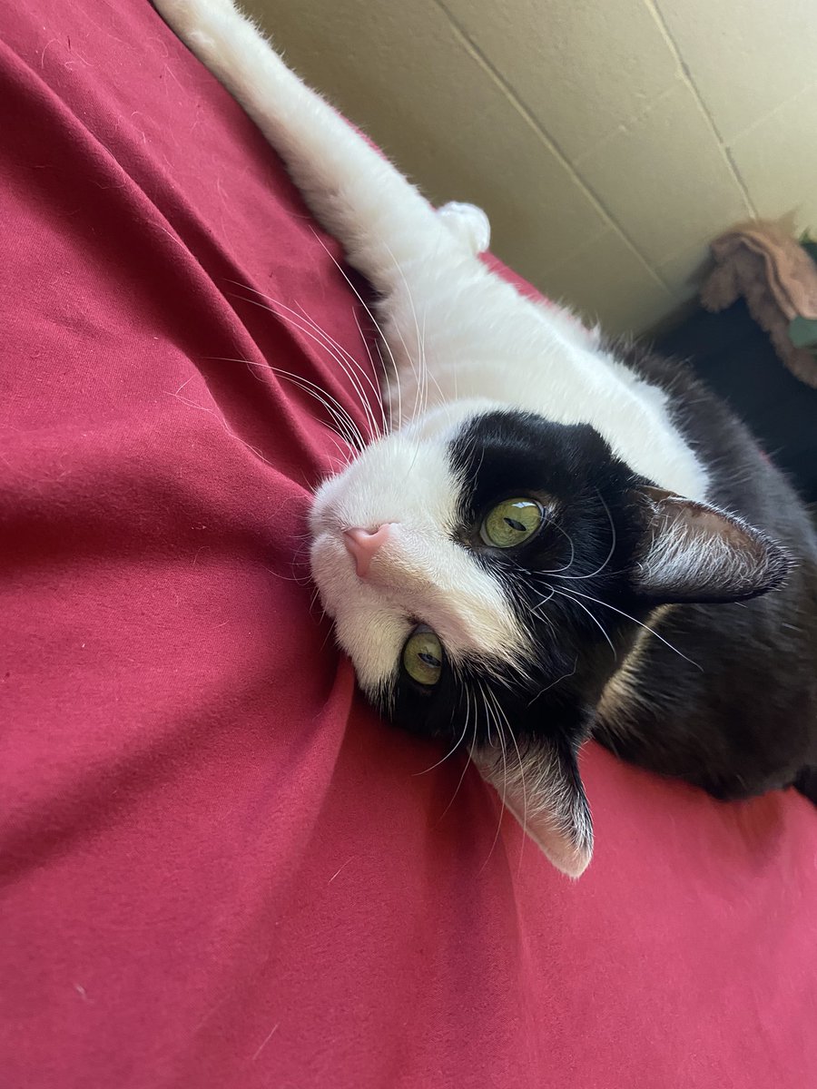 bean_and_chaton's tweet image. the specimen 

#CatsOfTwitter #cats #catmemes