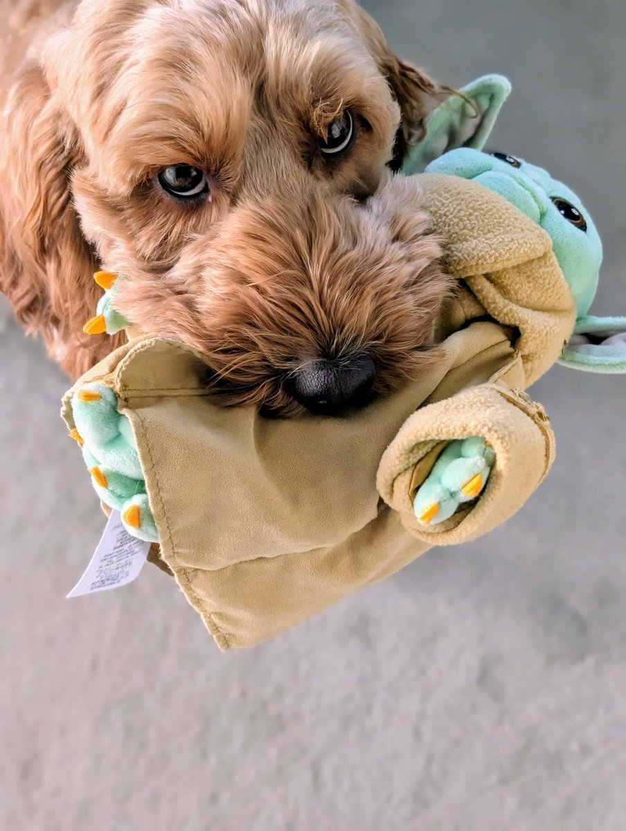 Exclusive image of the vicious #StarWars beast in the new #Mandalorianandgrogu movie!