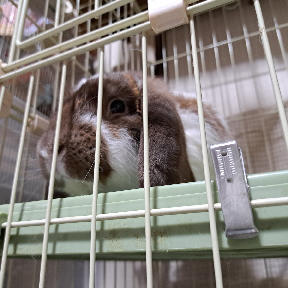 yuta_tefu's tweet photo. 我が家のANIMALちゃんです🥰️
♡ヾ( 〃∇〃)ﾂ ｷｬﾜｲｲ─────♡
🐰うさぎ
 瑶真黒豆大福二代目風地(瑶地（ﾖｳﾁ）)
🐶わんこ
花口真愛(MANAちゃん)
🐱にゃんこ
海風由多(由多にゃん)
🐀デグー
永山茶太郎(チャタロウ)
先代:永山茶歌尾🐭 https://t.co/duoDSAHTOu