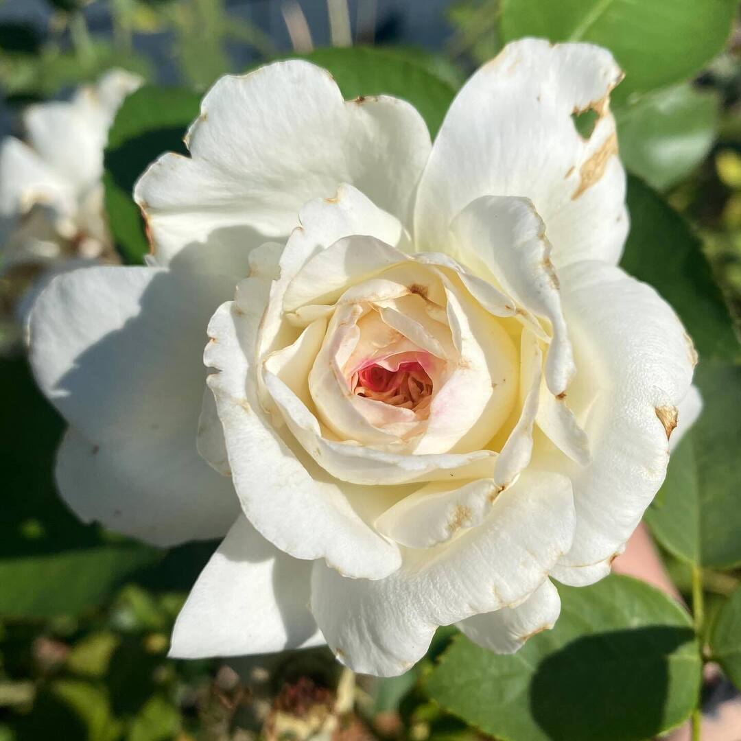 jdaisy's tweet image. #contested

#pictureoftheday #iphone11 #doublejab

#20250925 instagr.am/p/DPBBd9ilfMO/