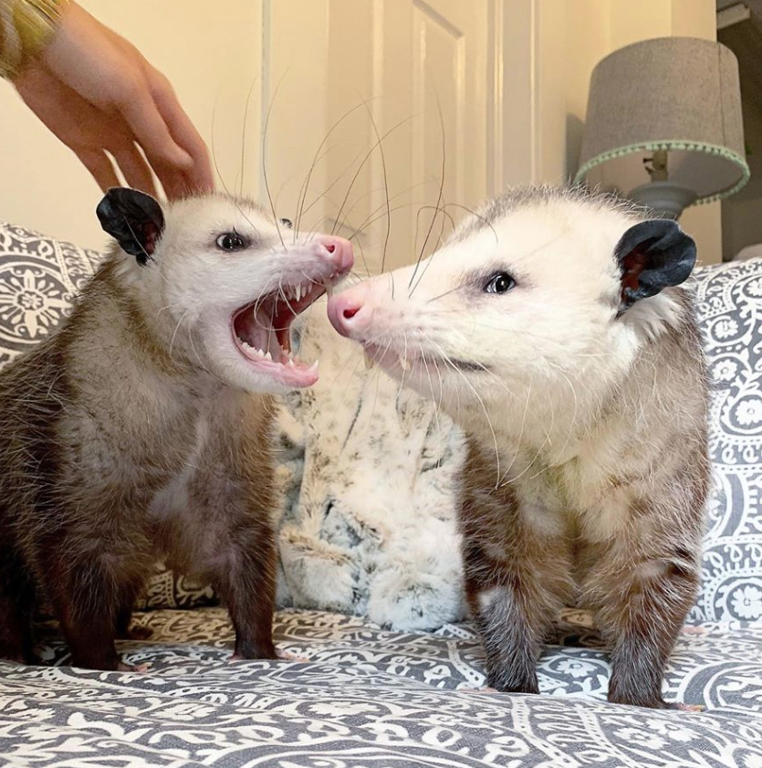 Possumeveryhour.io tweet media