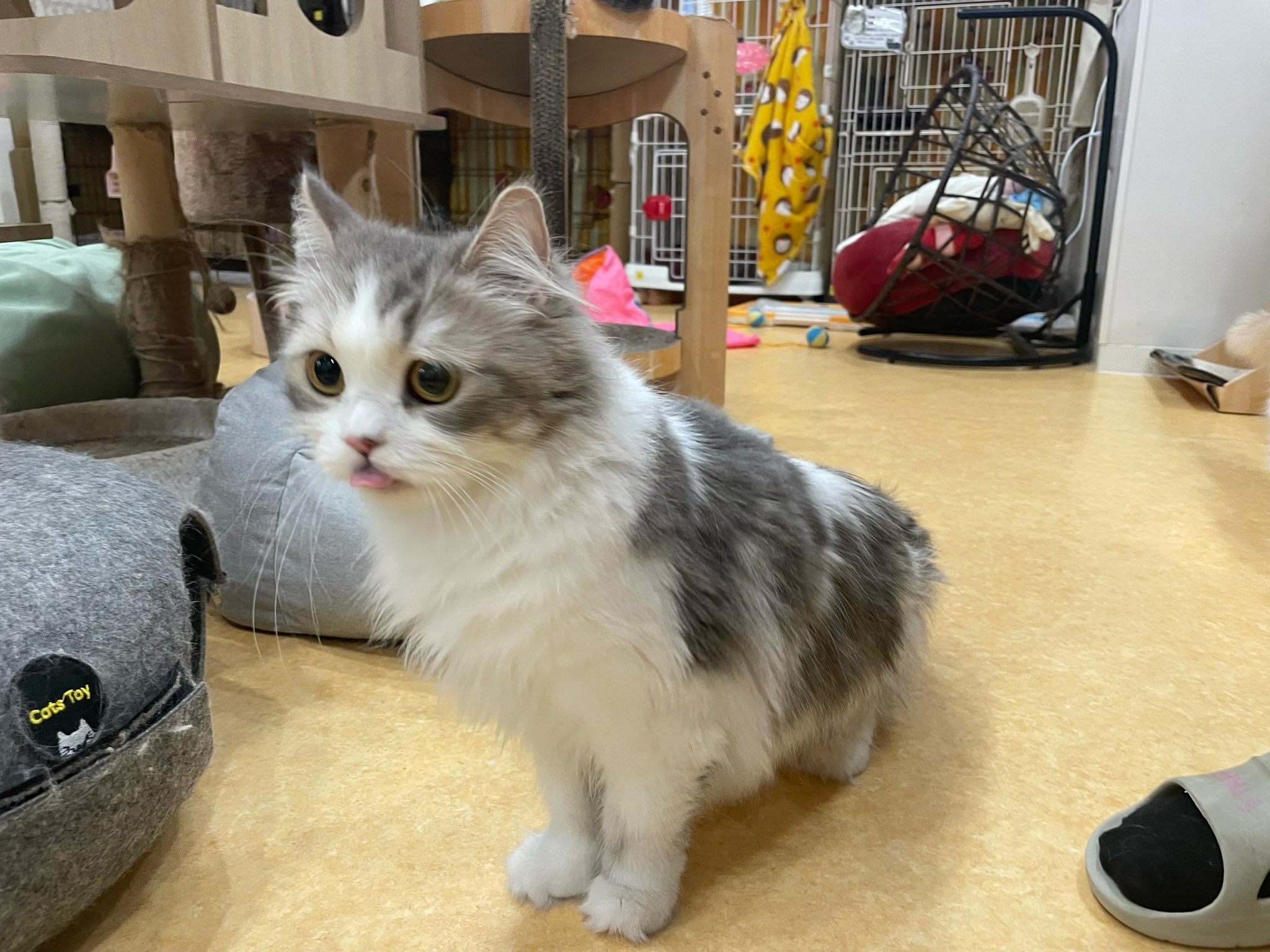 鶴猫 萩の鶴 純米吟醸別仕込生原酒 こたつ猫720ml | 旨い地酒 荒井酒店
