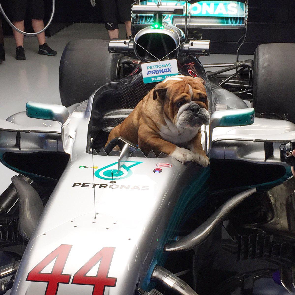 bruh_tharva's tweet image. Losing a pet is one of the most painful things I've felt in life, Roscoe man you gotta hang in there