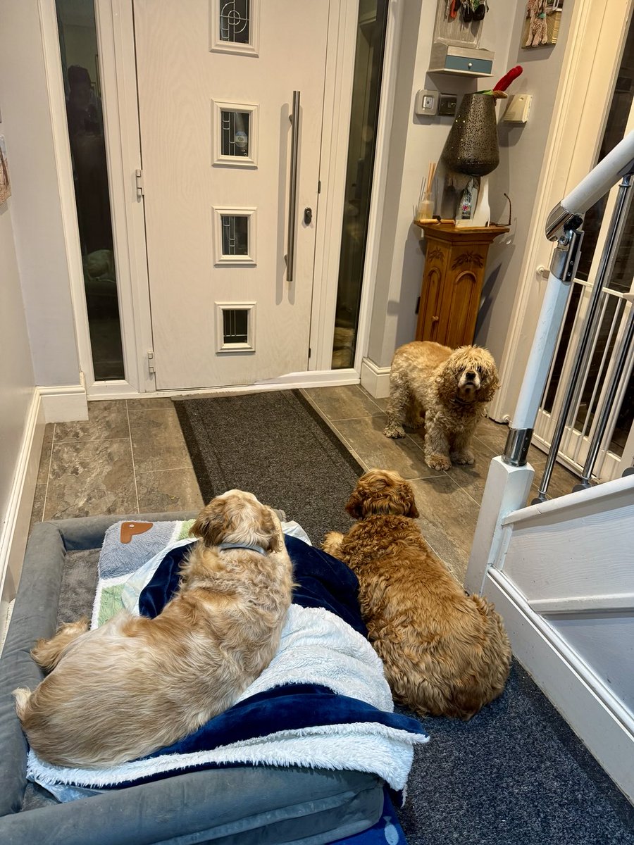 SpanielsSuper's tweet photo. Mum, we want to go out for our last wee, because we’re all ready for our #BedtimeSnack ok?
No it’s not too early! #SnackTime https://t.co/YUdITqoSzo